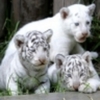 little_white_tigers