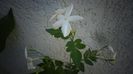 Jasmin officinale