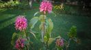Justicia carnea,afectata de caldura