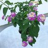 Lantana