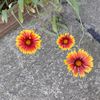 Gaillardia