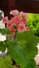 Grainger s Antique Rose