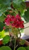 Plum Rambler