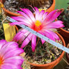 Thelocactus bicolor v bolansis