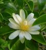 Pereskia