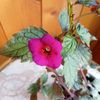 Weinrot Elfe