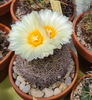Coryphantha echinus
