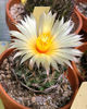 Coryphantha compacta