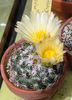 Coryphantha hintoniorum ssp geofreyii