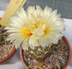 Coryphantha radians