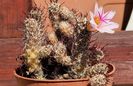 Mammillaria thornberi- alta premiera la inflorire in 2024