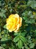 IMG20240713111631