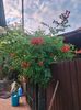 IMG20240704202718