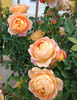 Lady of Shalott (tufa) 40