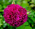 William Shakespeare (tufa) 60