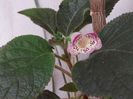 HCY s Jardin de Monet(15) rez b