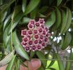 Hoya Wayetii