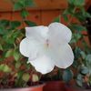 Jay Dee Large White