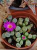 Frithia pulchra