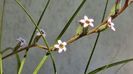 Floare adromischus