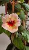 Doar a 2-a floare