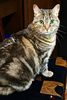 Piper the Cat