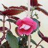 RFs Pink Swan