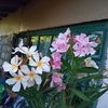IMG-20240715-WA0020