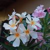 IMG-20240715-WA0019