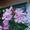 IMG-20240715-WA0016