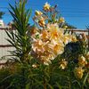 IMG-20240715-WA0117