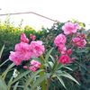IMG-20240715-WA0005
