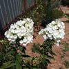 IMG-20240715-WA0009