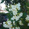 IMG-20240715-WA0121