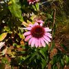 IMG-20240715-WA0134