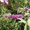 IMG-20240715-WA0141