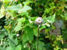 Anemone