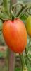 ARTISAN BLUSH TIGER 20220902 (17)