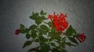 Bouvardia