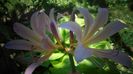Lycoris