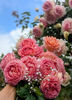 Abraham Darby (tufa) 70