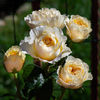 Beatrice (tufa) 70