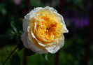Beatrice (tufa) 70