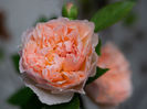 Evelyn (tufa) 70