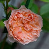 Evelyn (tufa) 70