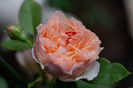 Evelyn (tufa) 70