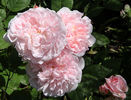 Heritage (tufa) 60