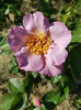 Lilac Charm (tufa) 60