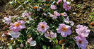 Lilac Charm (tufa) 60