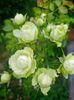 Lovely Green (tufa) 50